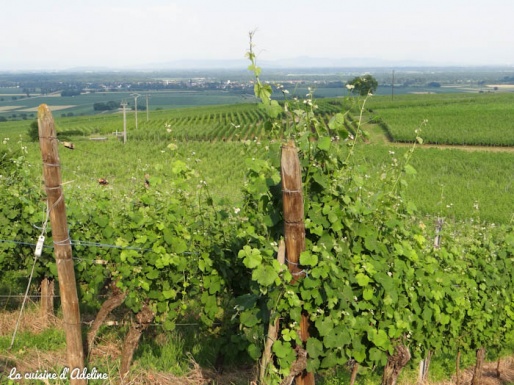 vignes becker grand cru paysage ecotourisme