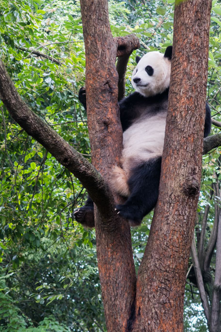 Panda géant Chengdu parc