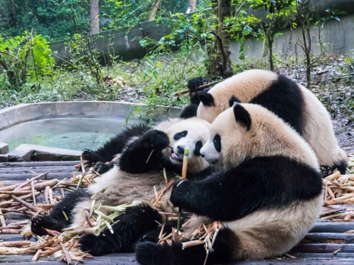 Panda géant Chengdu réserve