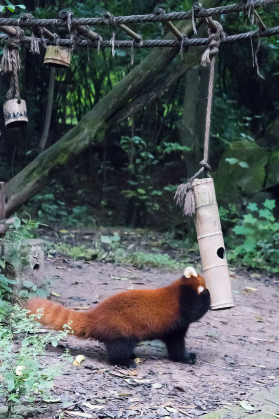 Panda roux Chengdu centre