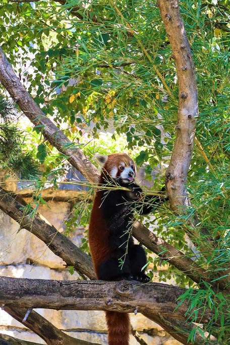 Panda roux Chengdu