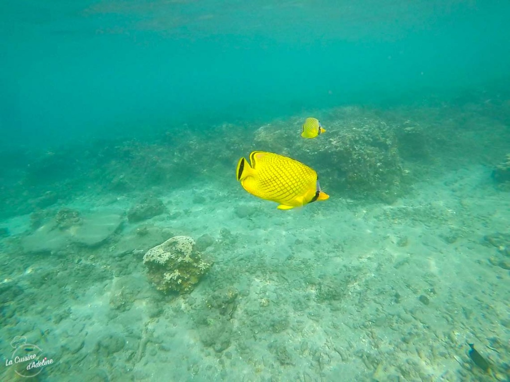 Snorkelling Kood Thailande