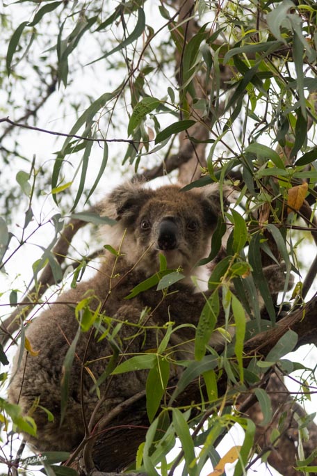 Où aller voir des koalas en Australie