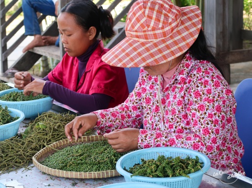 Découverte du poivre de kampot