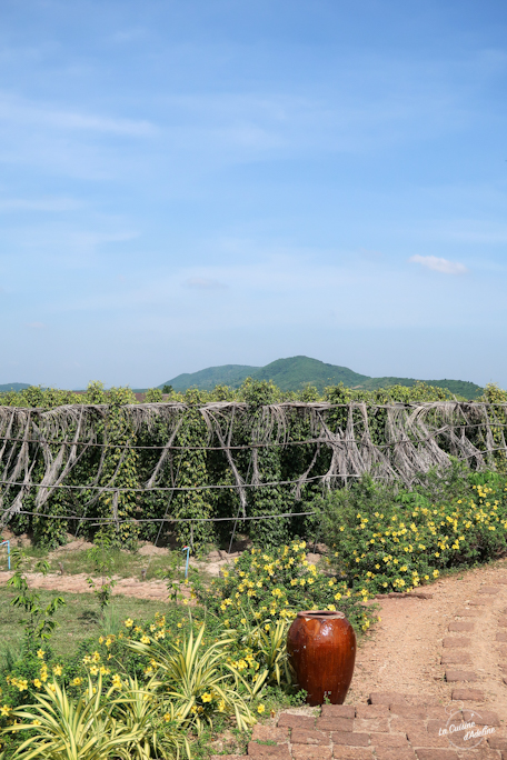 La Plantation culture de poivre de Kampot