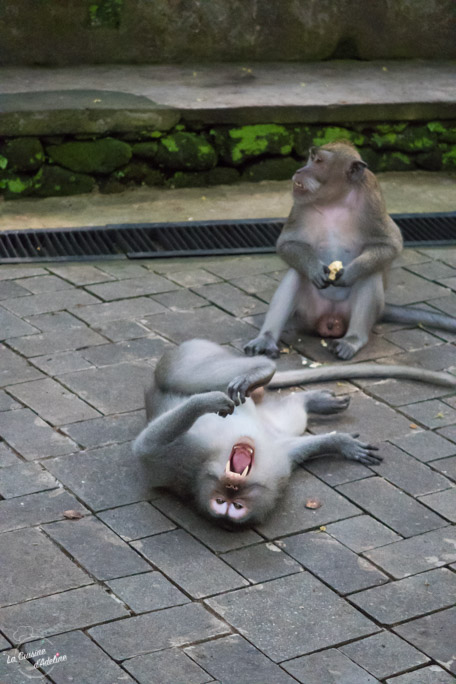 Monkey forest Ubud - Bali