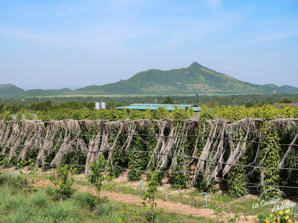 Plantation de poivre de Kampot Cambodge