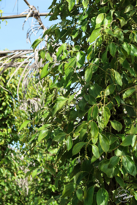 Poivre de Kampot Cambodge