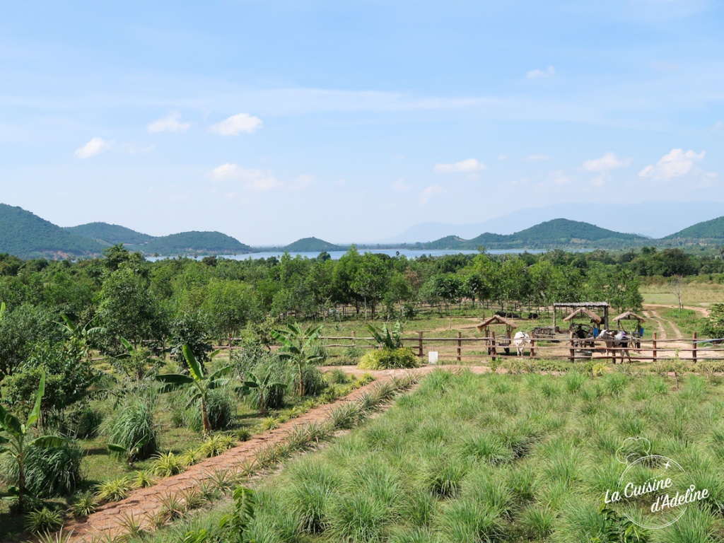 Visiter une plantation de poivre a Kampot Cambodge