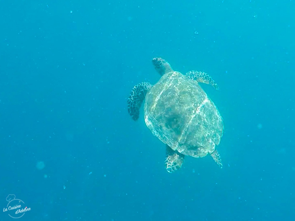 Voir des tortues à Bali