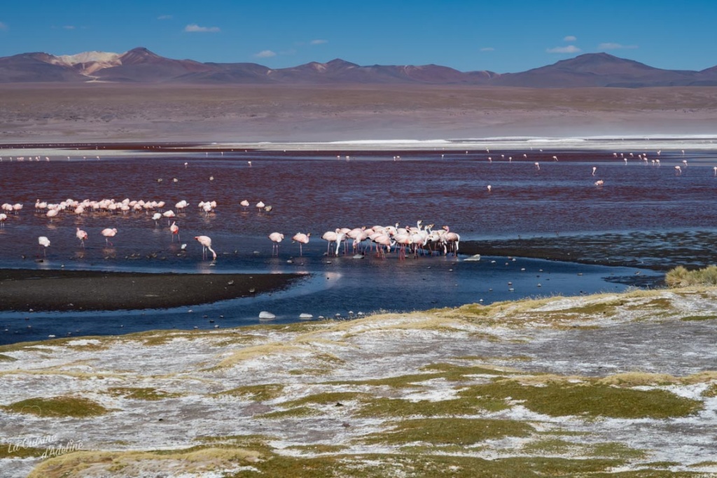 Flamants roses laguna colorada Bolivie road trip Uyuni