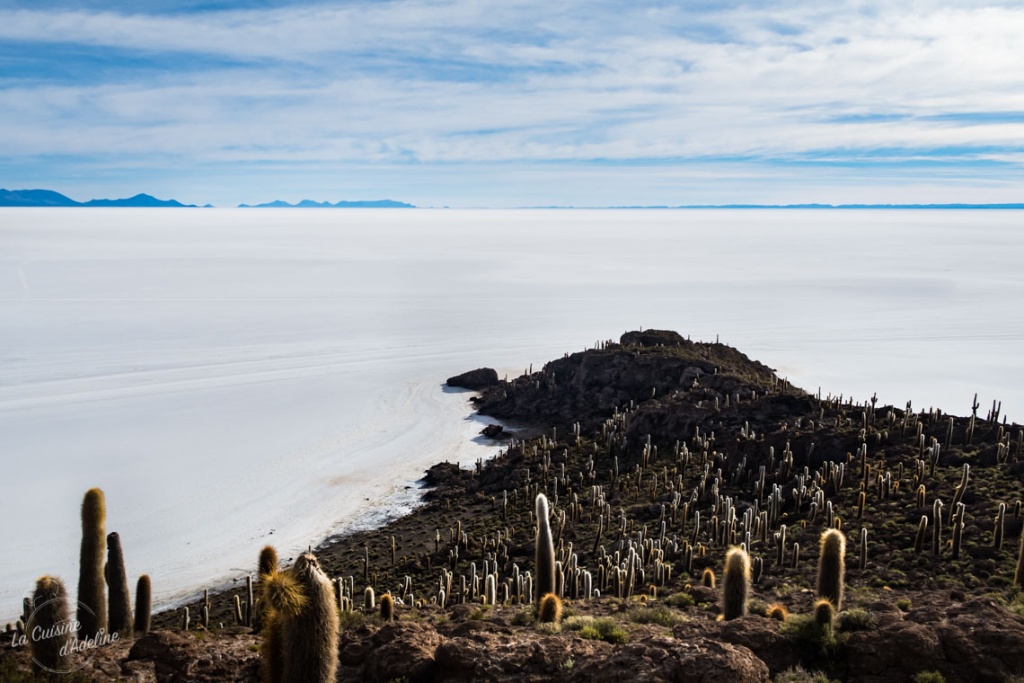 Isla Incahuasi Salar d'Uyuni ile aux cactus