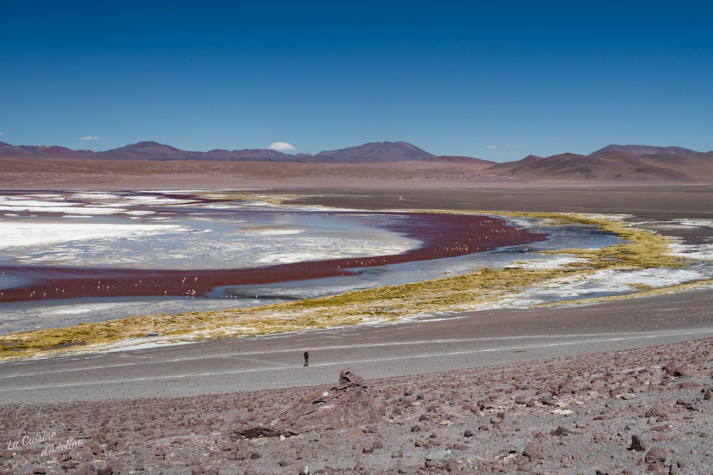 Laguna colorada Bolivie road trip Uyuni