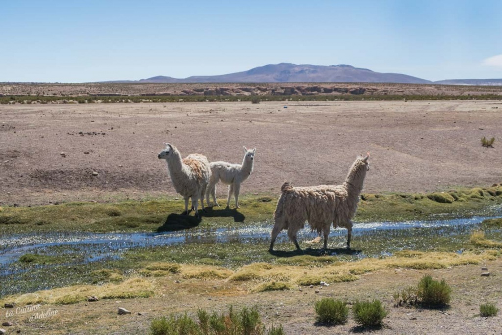 Road trip Uyuni Bolivie Lama