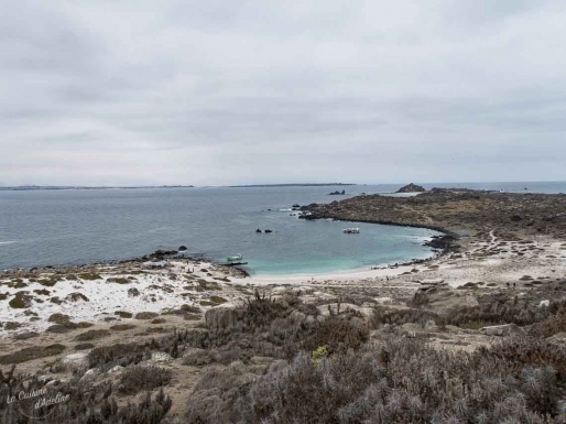 ISLA DAMAS, PUNTA CHOROS & LES MANCHOTS DE HUMBOLDT