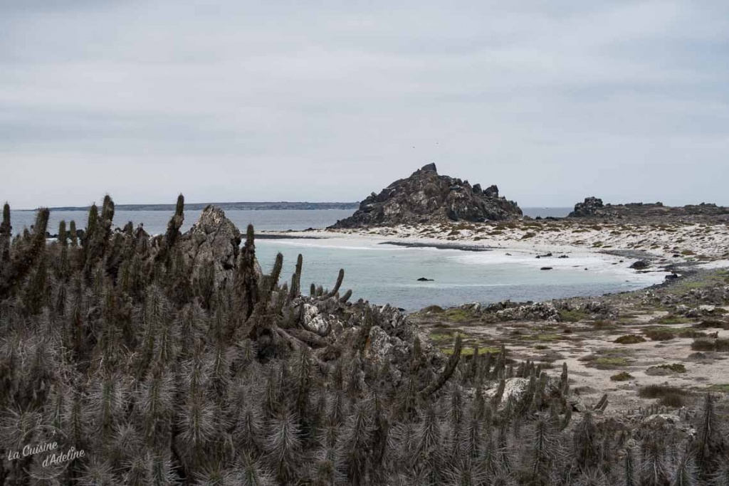 Isla Damas Punta Choros Chili