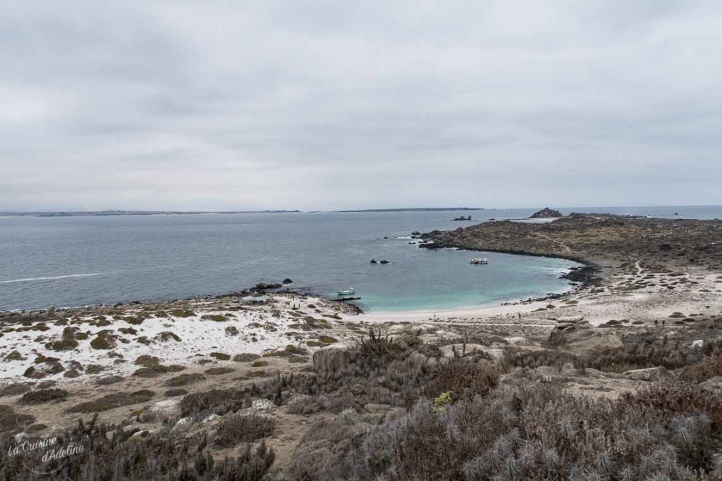 Isla damas La Serena excursion