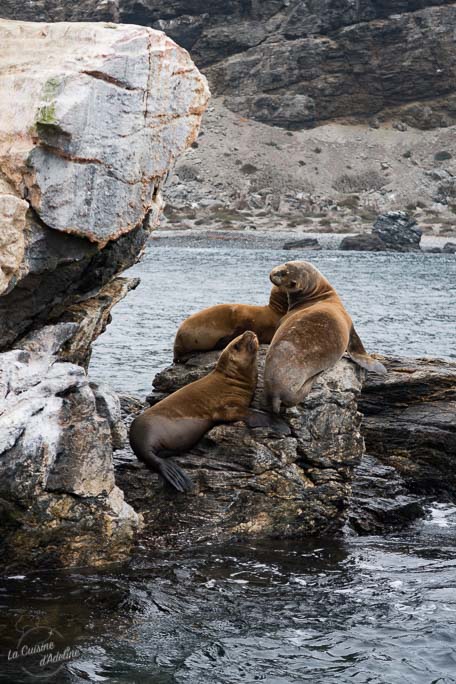 Voir des lions de mer au chili