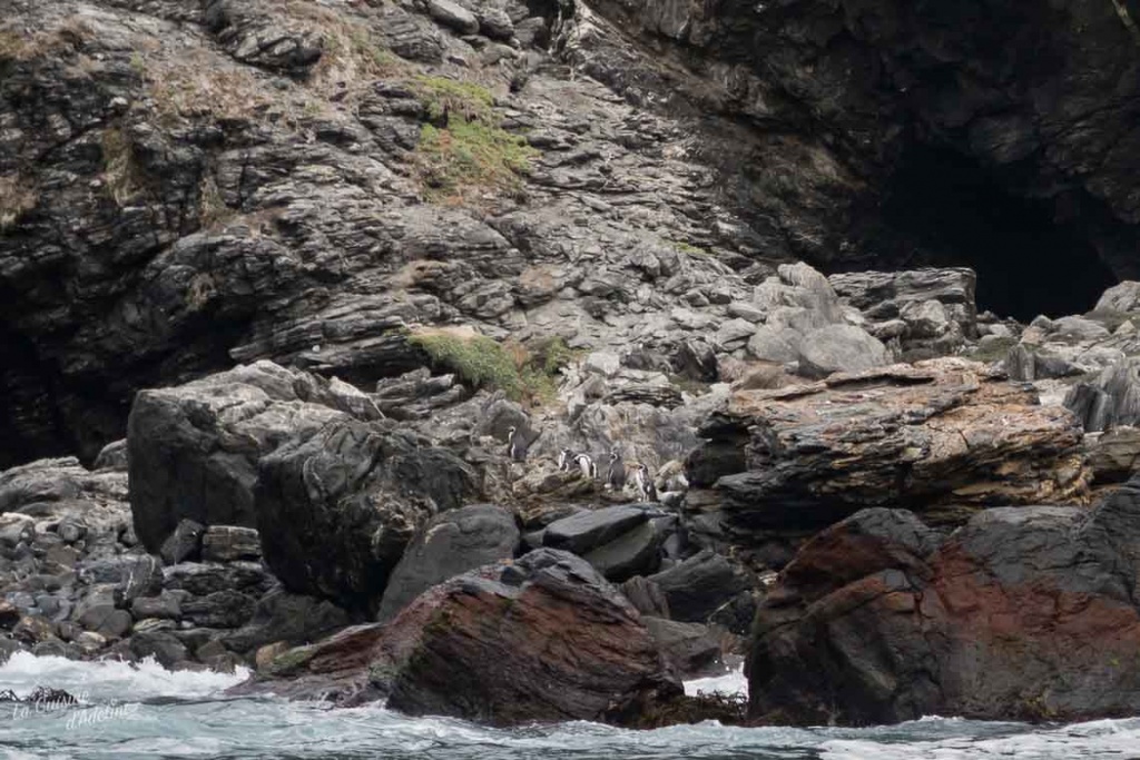 Voir des pingouins au Chili Reserva Nacional Pinguino de Humboldt