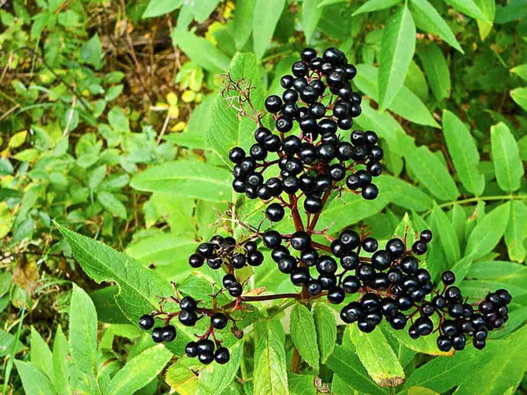 ToutenLocal - Sirop de Fleurs de Sureau Bio - Pour Faire Simples